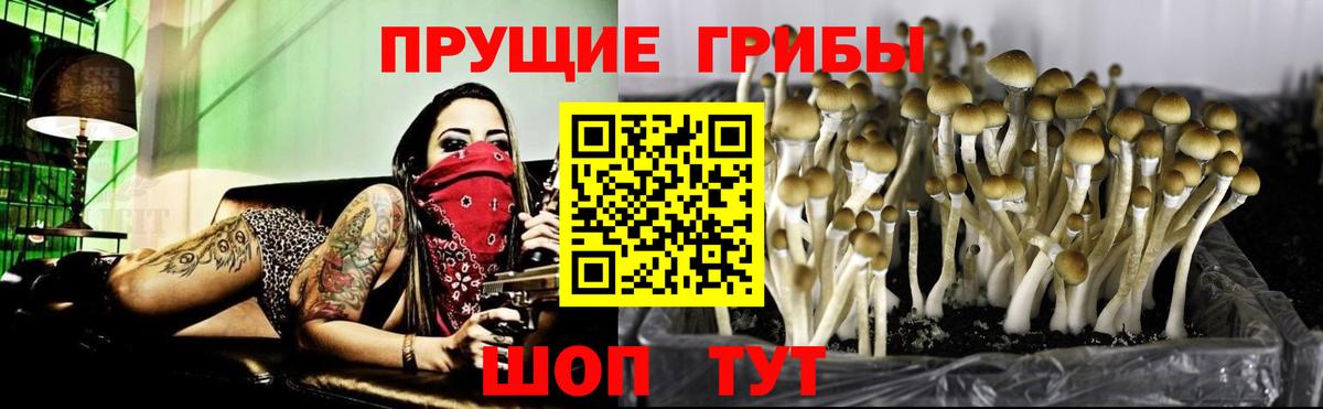 Галлюциногенные грибы Psilocybe Салехард